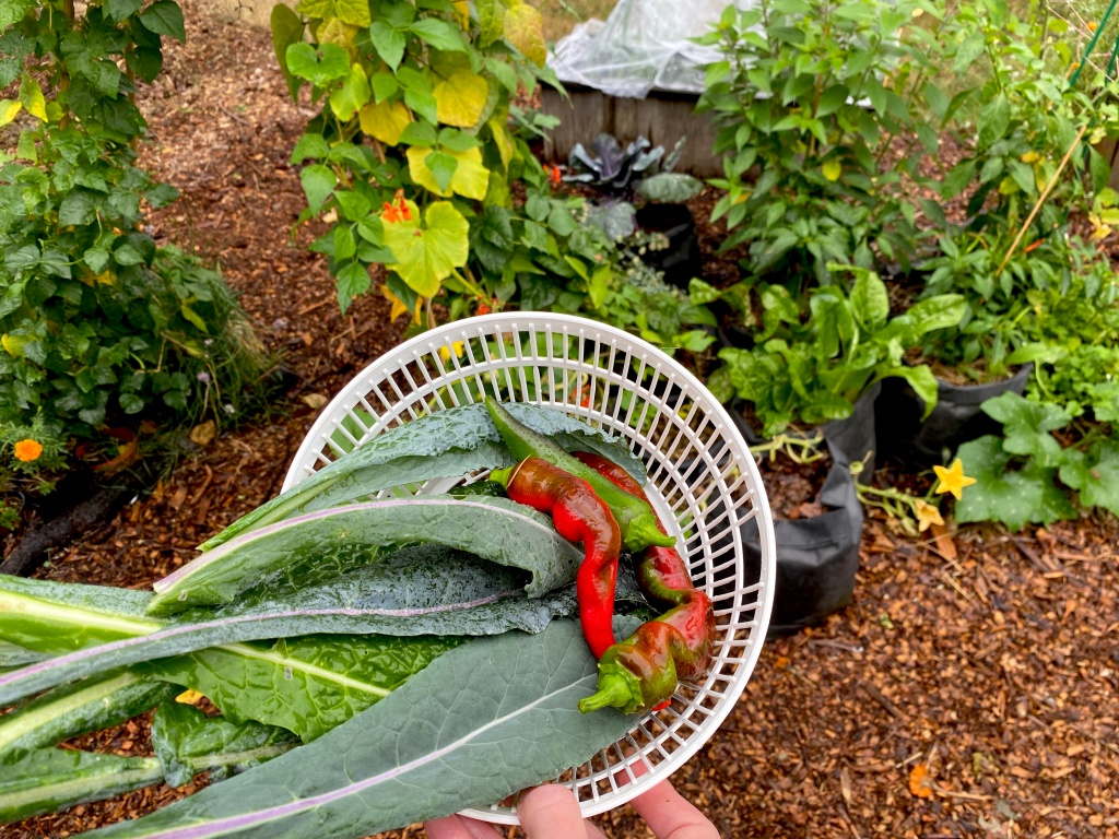 kale and peppers in a bowl being held in a garden with plants and woodchips below