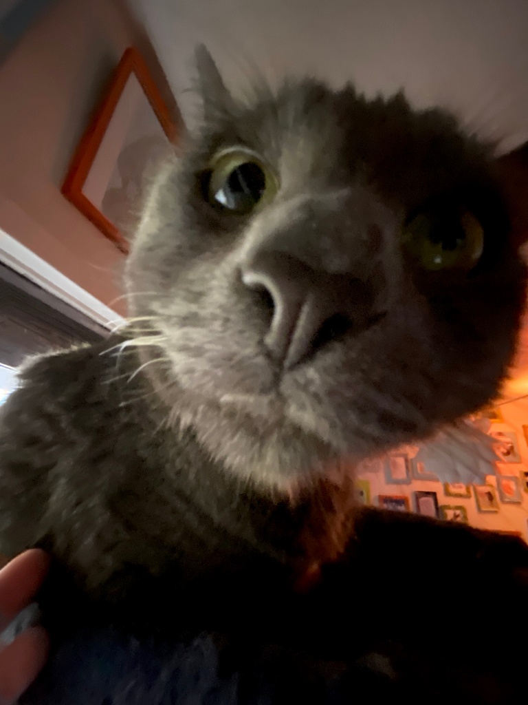 close-up wide-angle photo of a grey cat sniffing the camera