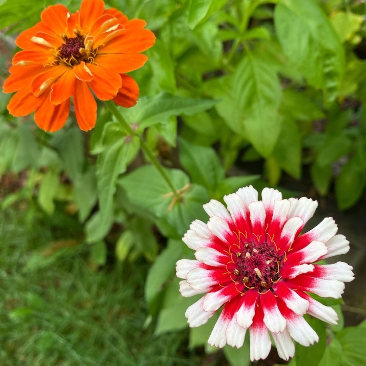 two zinnias, one orange an the other red in the center and white around the outside of the petals